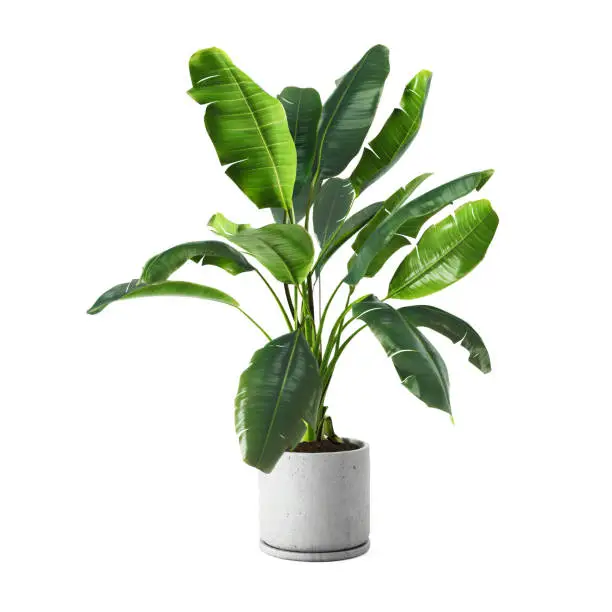 rekomendasi tanaman indoor